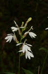 Cardinal flower